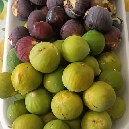 Affitto Frassanito *