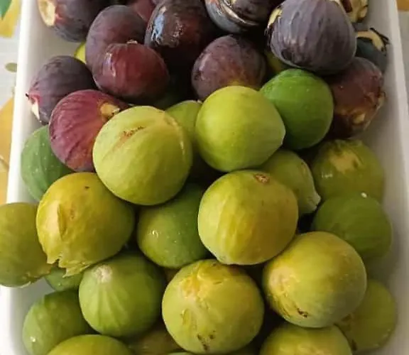 Affitto Frassanito *